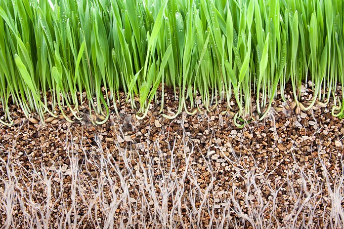 Fresh green grass and grass root growing on vermiculite