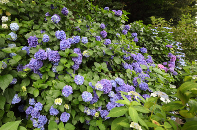how to change the color of hydrangeas