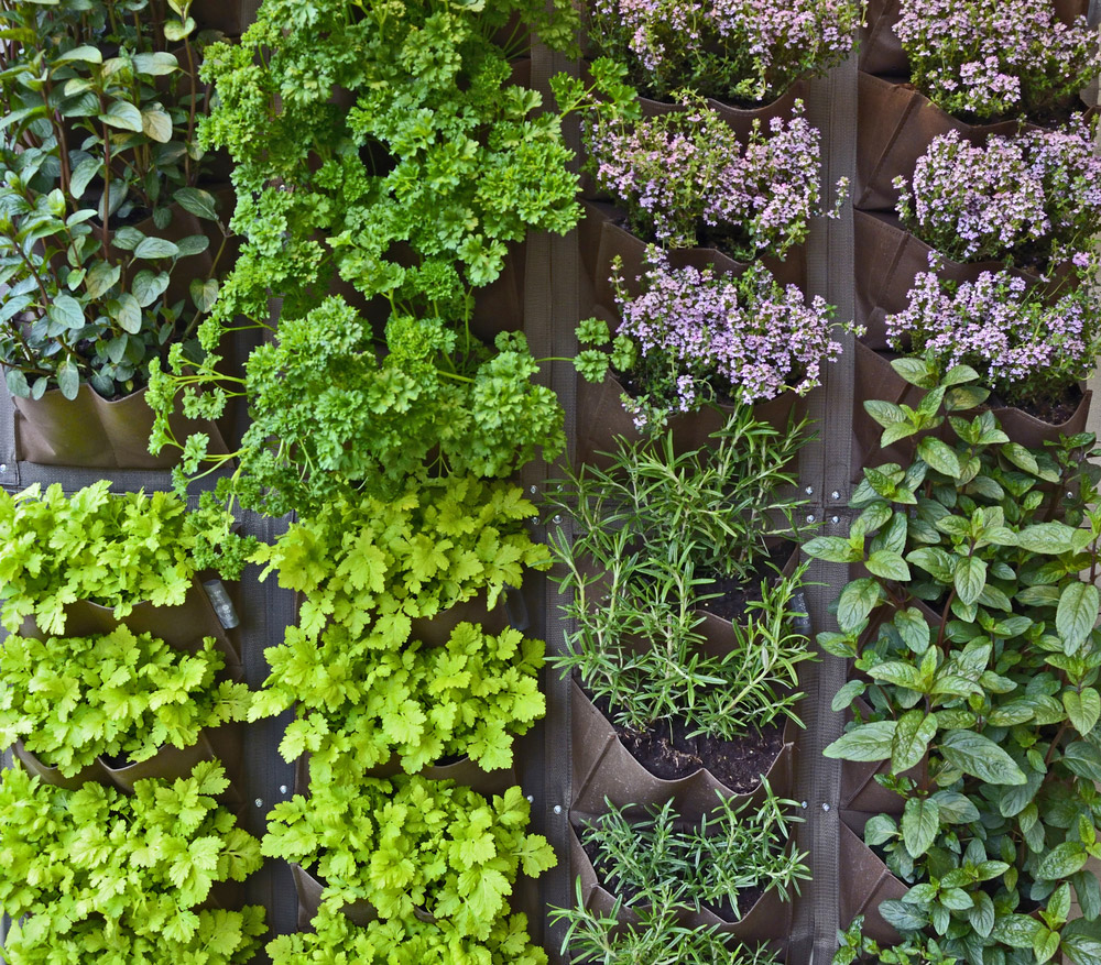 9 FACTORS TO CONSIDER WHEN COMPANION PLANTING HERBS